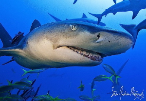 I sure love these Lemon Sharks - they have more character... by Steven Anderson 